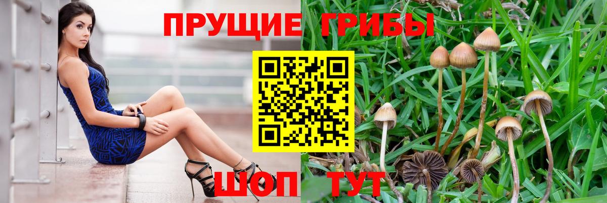 Муром  Псилоцибиновые грибы Magic Shrooms  Вход с VPN  Псилоцибиновые грибы Cubensis 